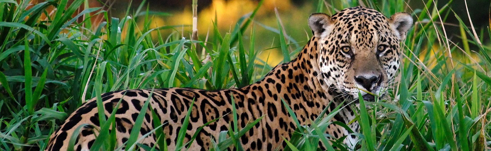 Extinction or Regeneration Conference