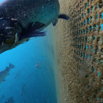 ASC urged to reverse cruel fish policy