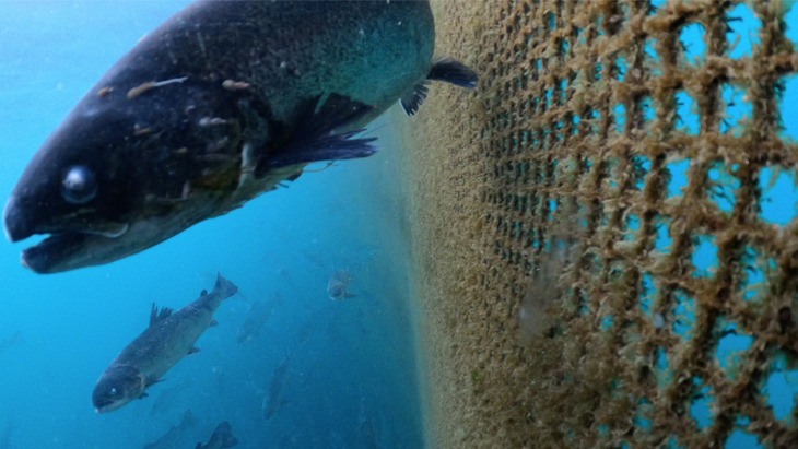A salmon with sea lice
