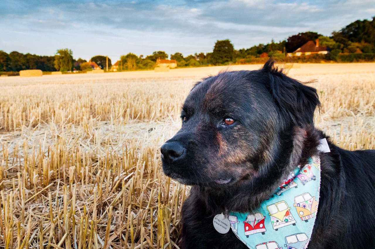 What countryside living has taught me about love and life