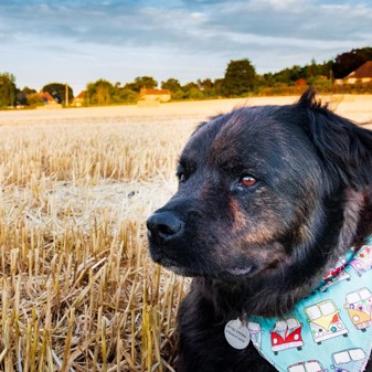 What countryside living has taught me about love and life