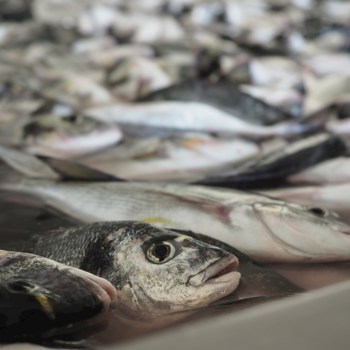 The scale of fish farming exposed