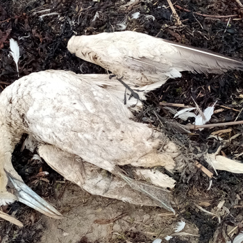 Urgent poultry reforms needed to prevent pandemics