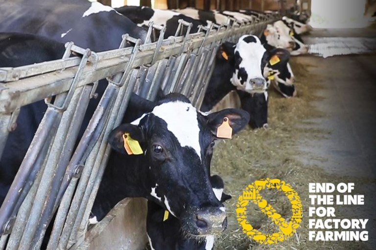 About calves reared for veal | Compassion in World Farming