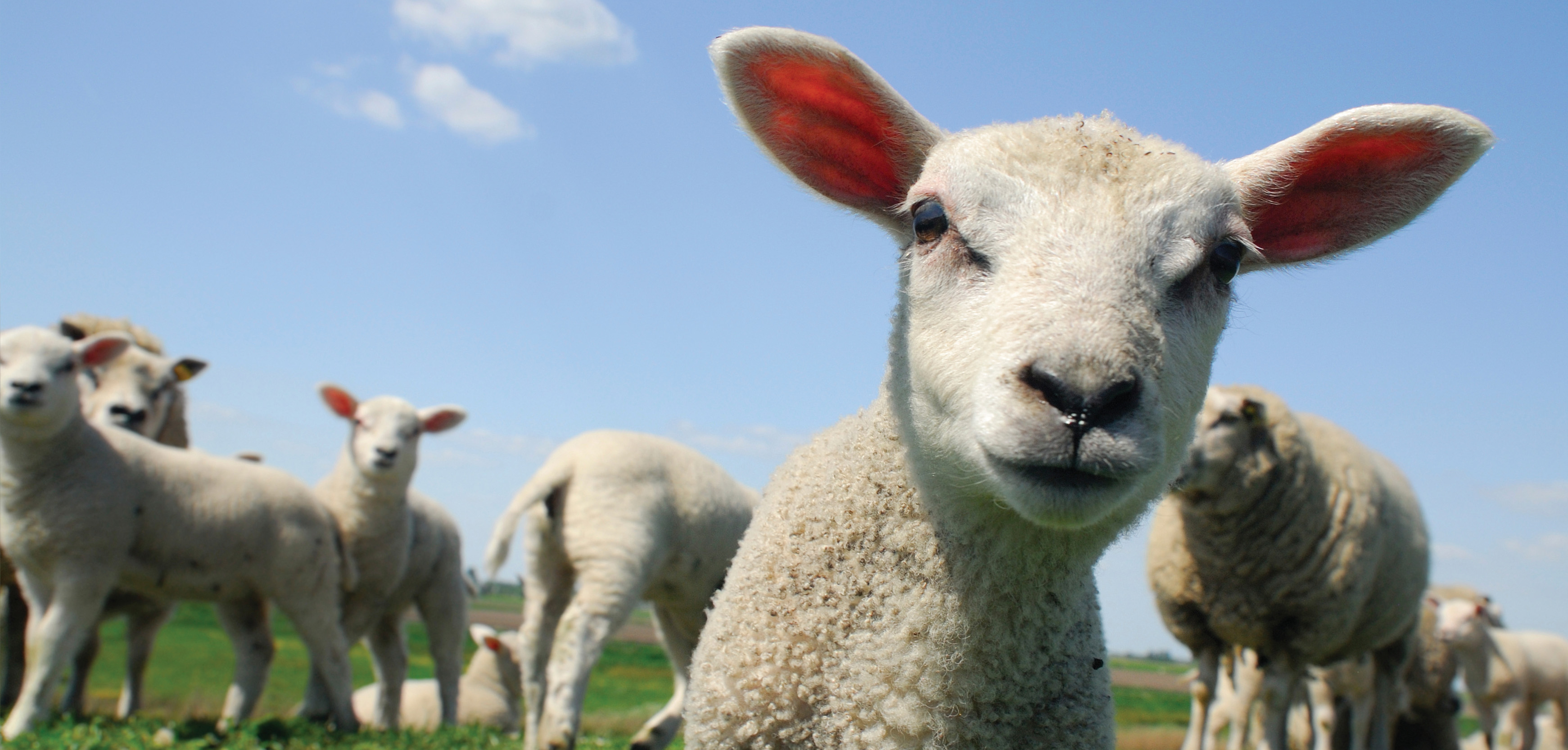 Compassion in World Farming, the world's leading farm animal welfare ...