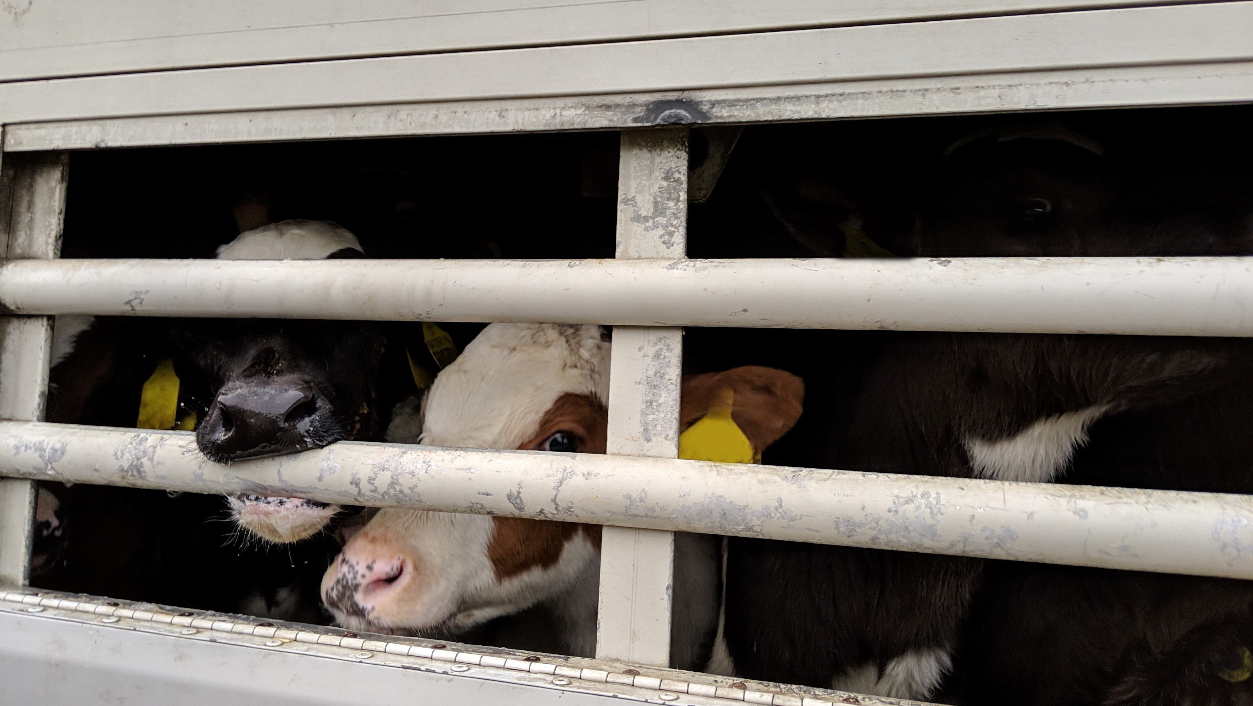 Take action on live exports