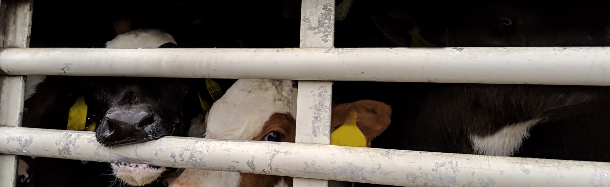 Take action on live exports