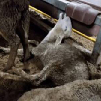 Dismay As Commitment To Ban Live Animal Exports Dropped