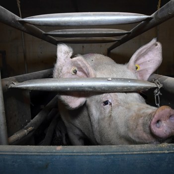 Banks called out for funding factory farming