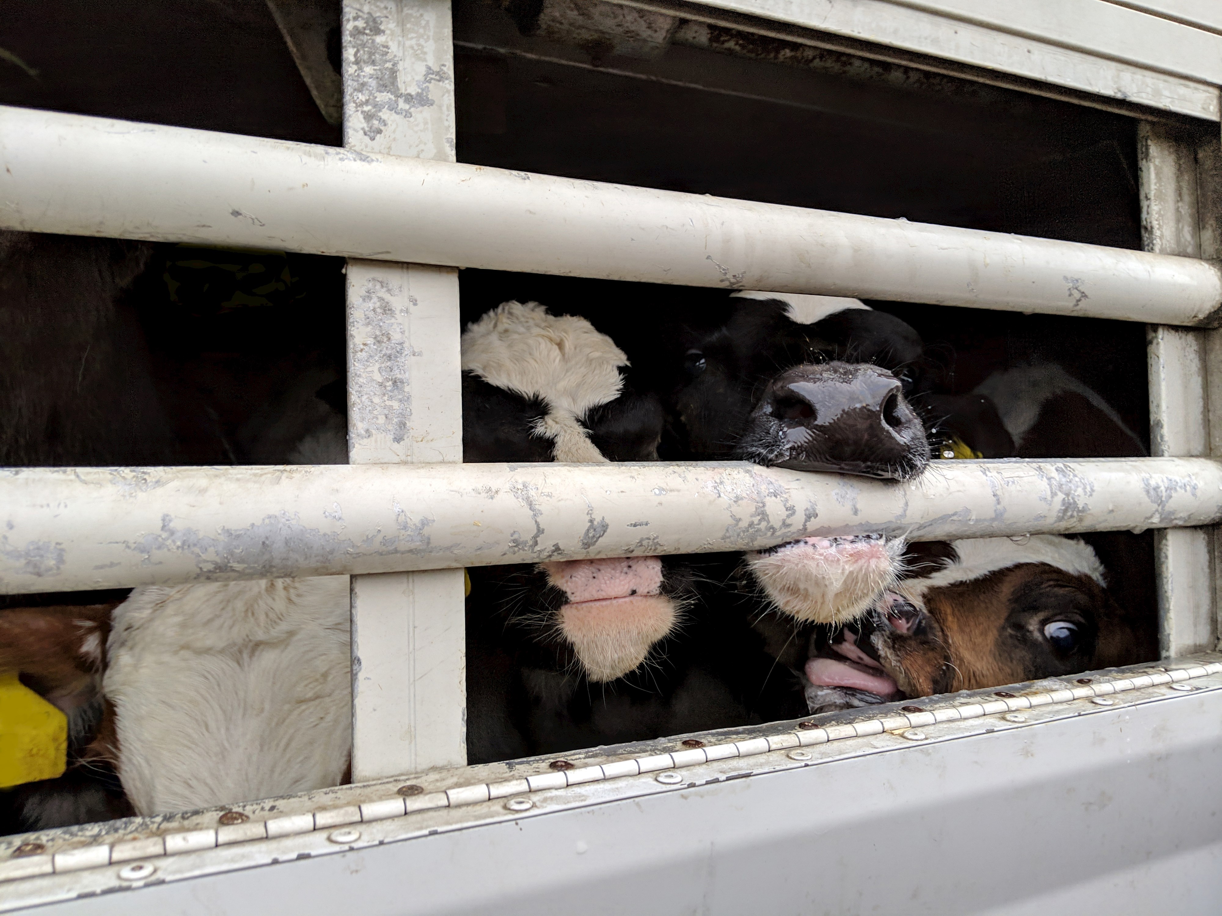 Brexit: A bad deal for animals