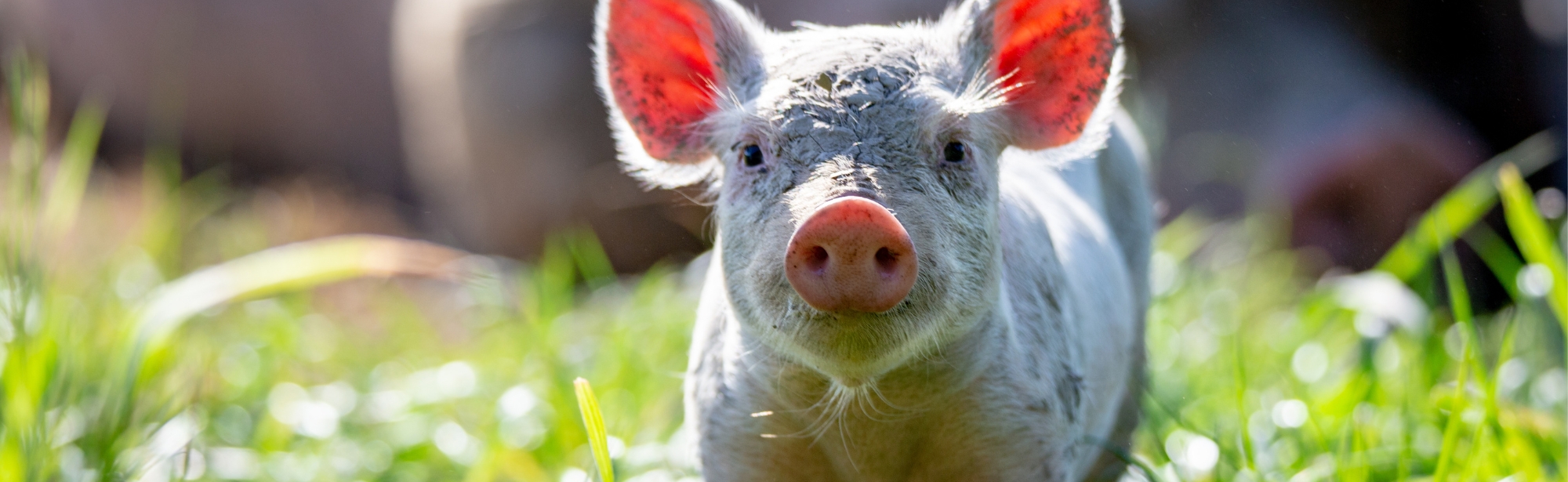 It's Summer Raffle time!