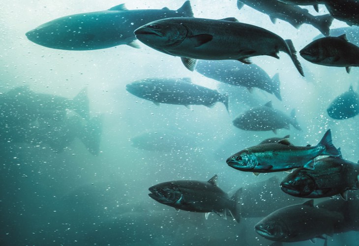 A school of fish
