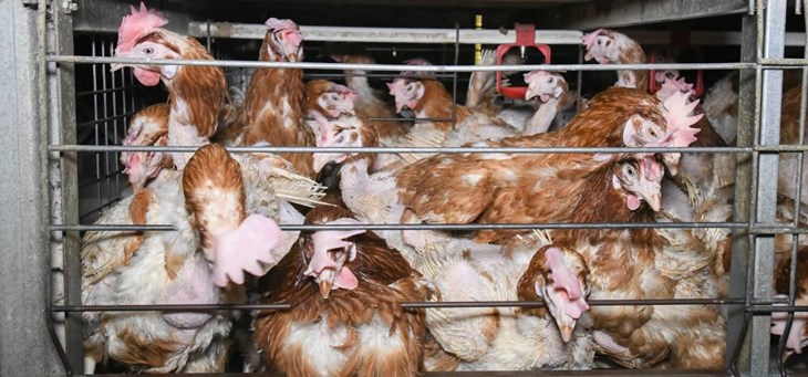 Numerous egg laying hens confined inside a cage.