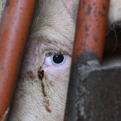 Caged sow in a cage looking directly into the camera.