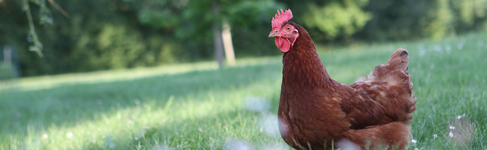 You could win £2,000 in The Compassion Raffle!