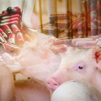 Concerning increase in antibiotic use in the pig industry