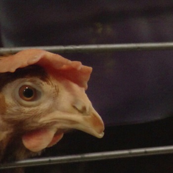 Public and industry back ban on cages