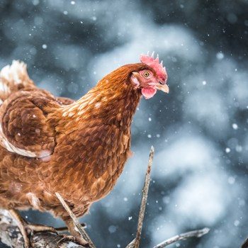 Outstanding progress brings festive cheer & continued hope