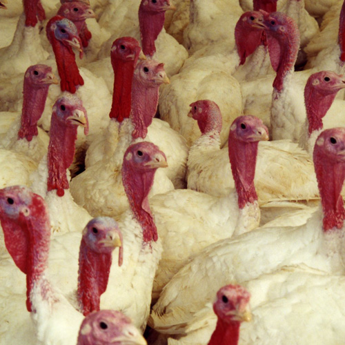 Gobble with care: rethinking turkey and tradition this festive season