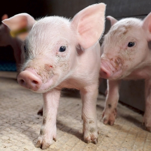Piglets in a facory farm