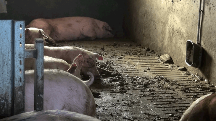 Dirty, filthy pens with pigs surrounded by their own excrement